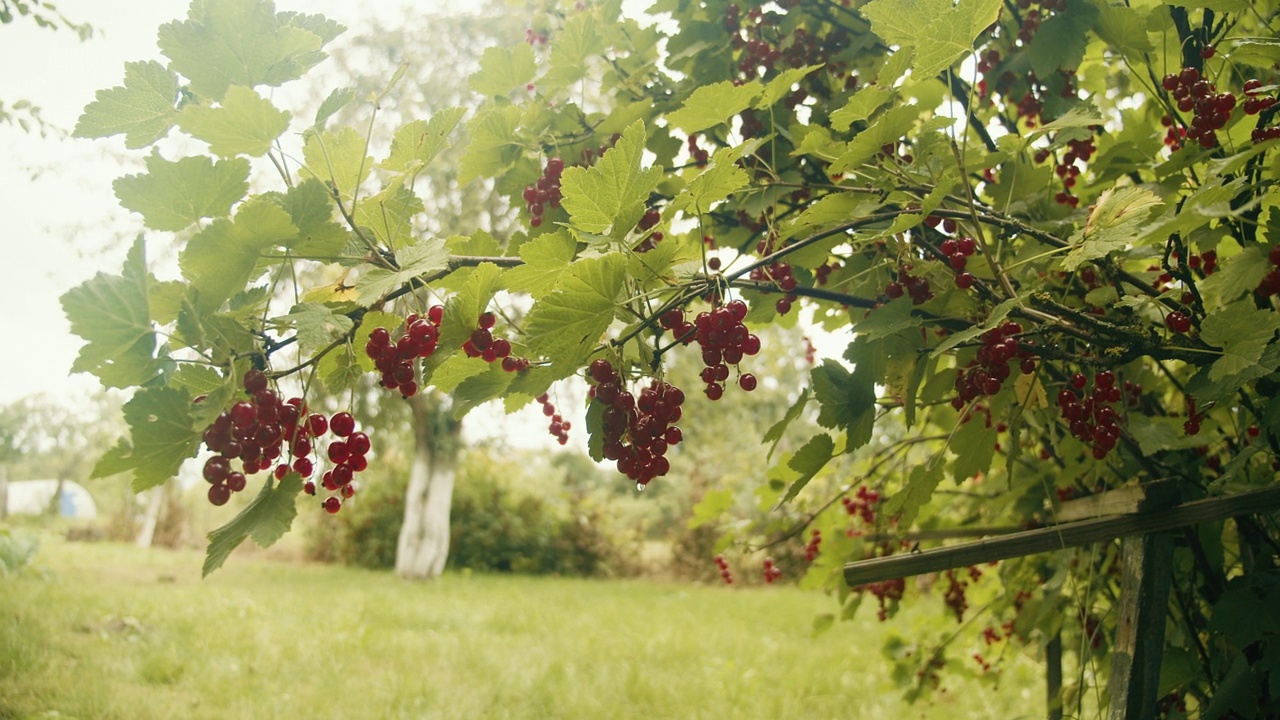 花园里树枝上成熟的红醋栗。视频素材