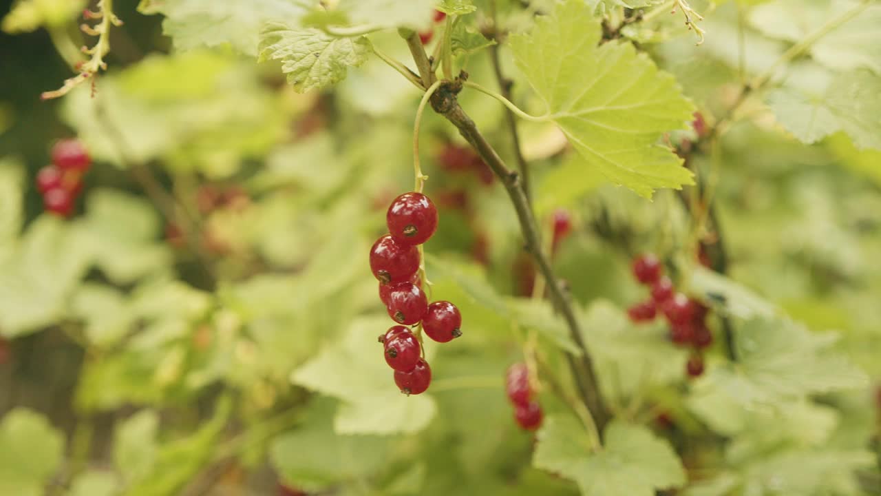 花园里树枝上成熟的红醋栗。视频素材