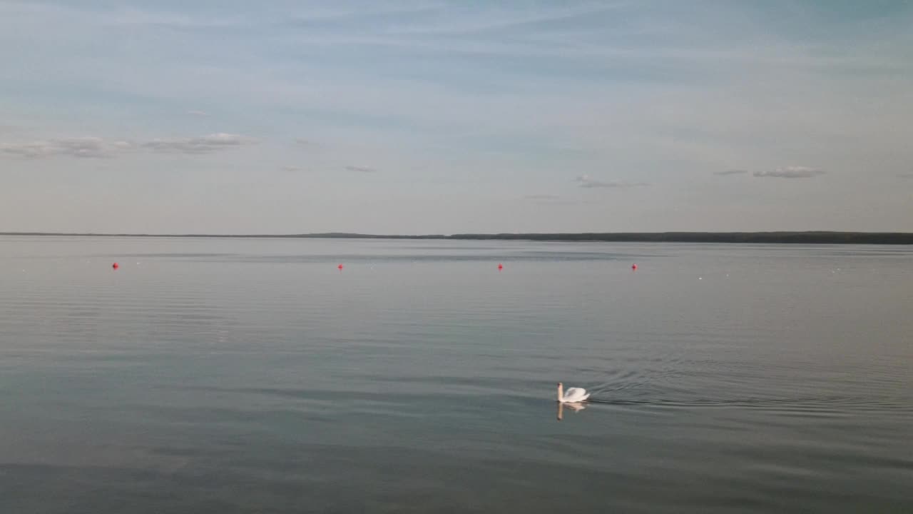 夏天天鹅在湖里游的全景。漂浮在水面上的天鹅的总体计划。鸟瞰图。视频素材