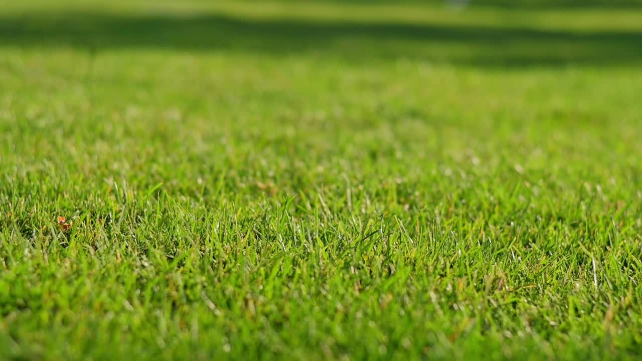 女人的手从公园的绿色草坪上拿起白色的一次性咖啡杯和黑色的塑料盖子。热饮外带，外卖咖啡茶。阳光明媚的草地上的咖啡慢镜头视频素材