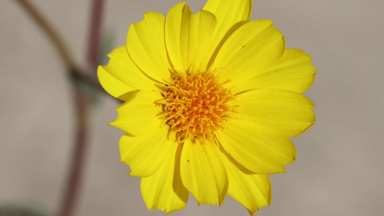 Geraea Canescens Bloom -莫哈韦沙漠- 030222视频素材