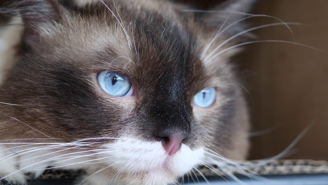 可爱的布娃娃猫盯着看，眼球快速移动的特写，可爱的蓝眼睛黑猫的头部特写，4k慢镜头。视频素材