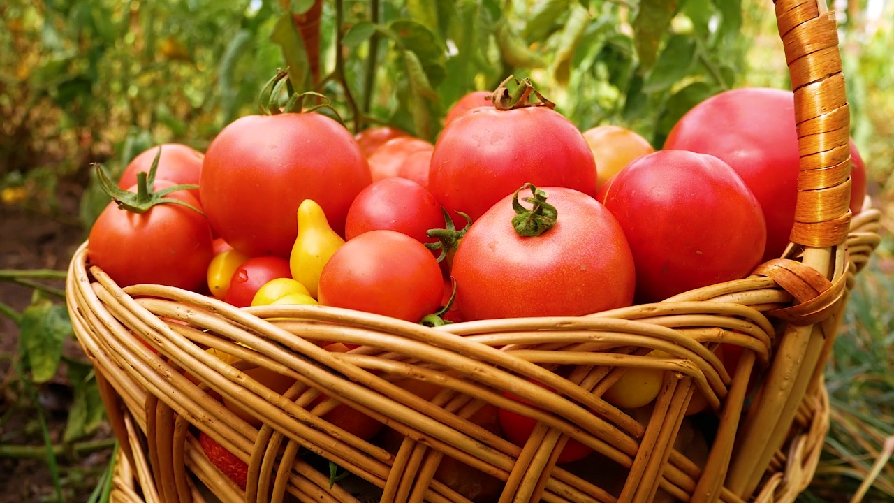 花园里的篮子里放着成熟的红番茄视频素材