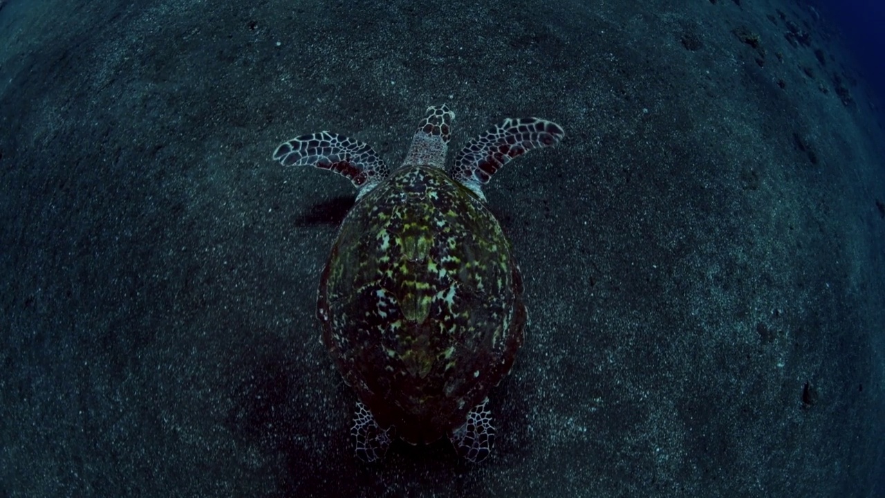 海龟视频素材