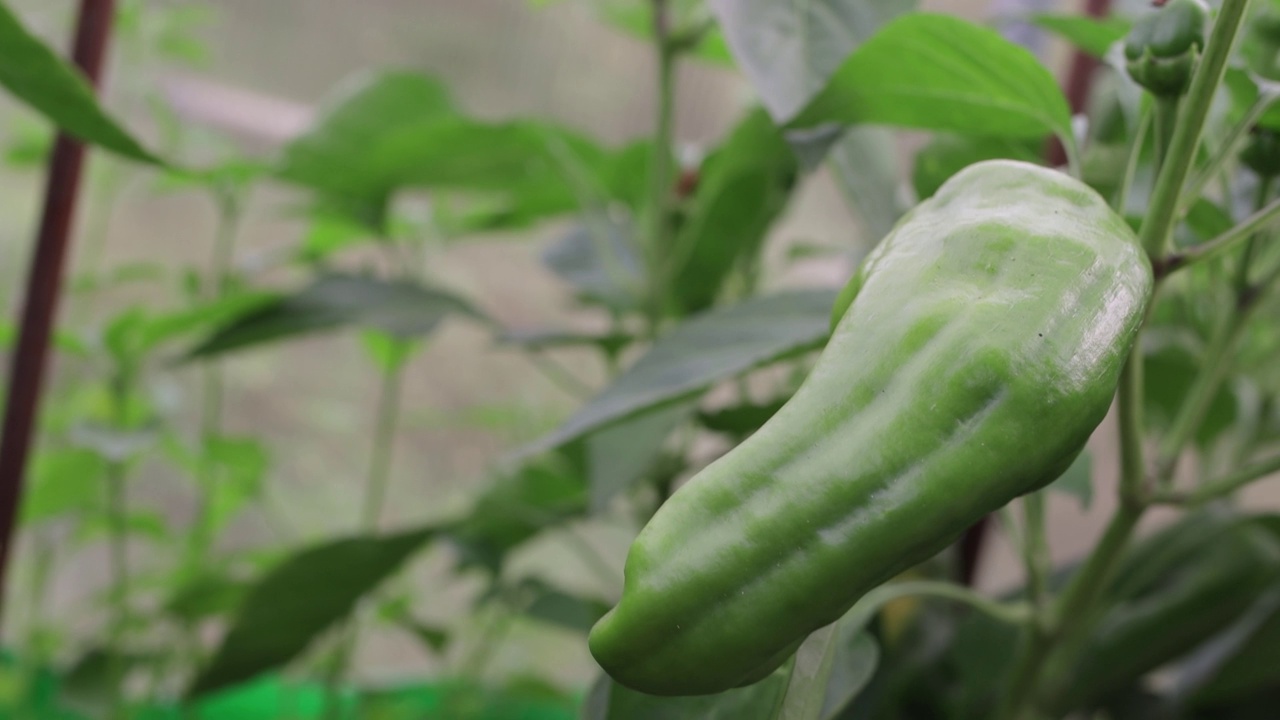 一个青椒挂在温室的灌木上。视频素材