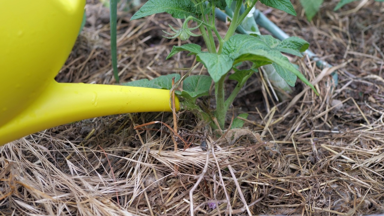 黄色浇水可以浇番茄芽。幼苗的照料和浇水。视频素材