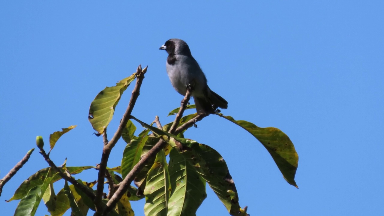 坐在树枝上的黑面tanager (Schistochlamys melanopis)。视频素材