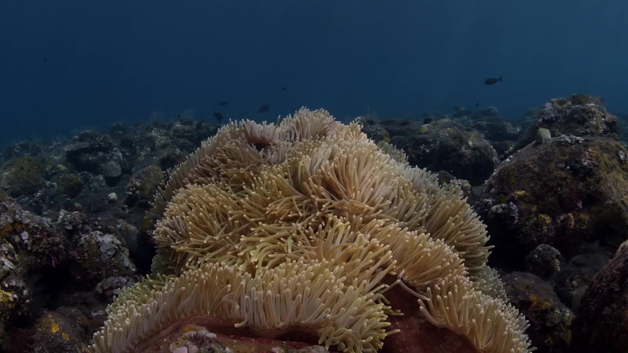 海洋生物视频素材