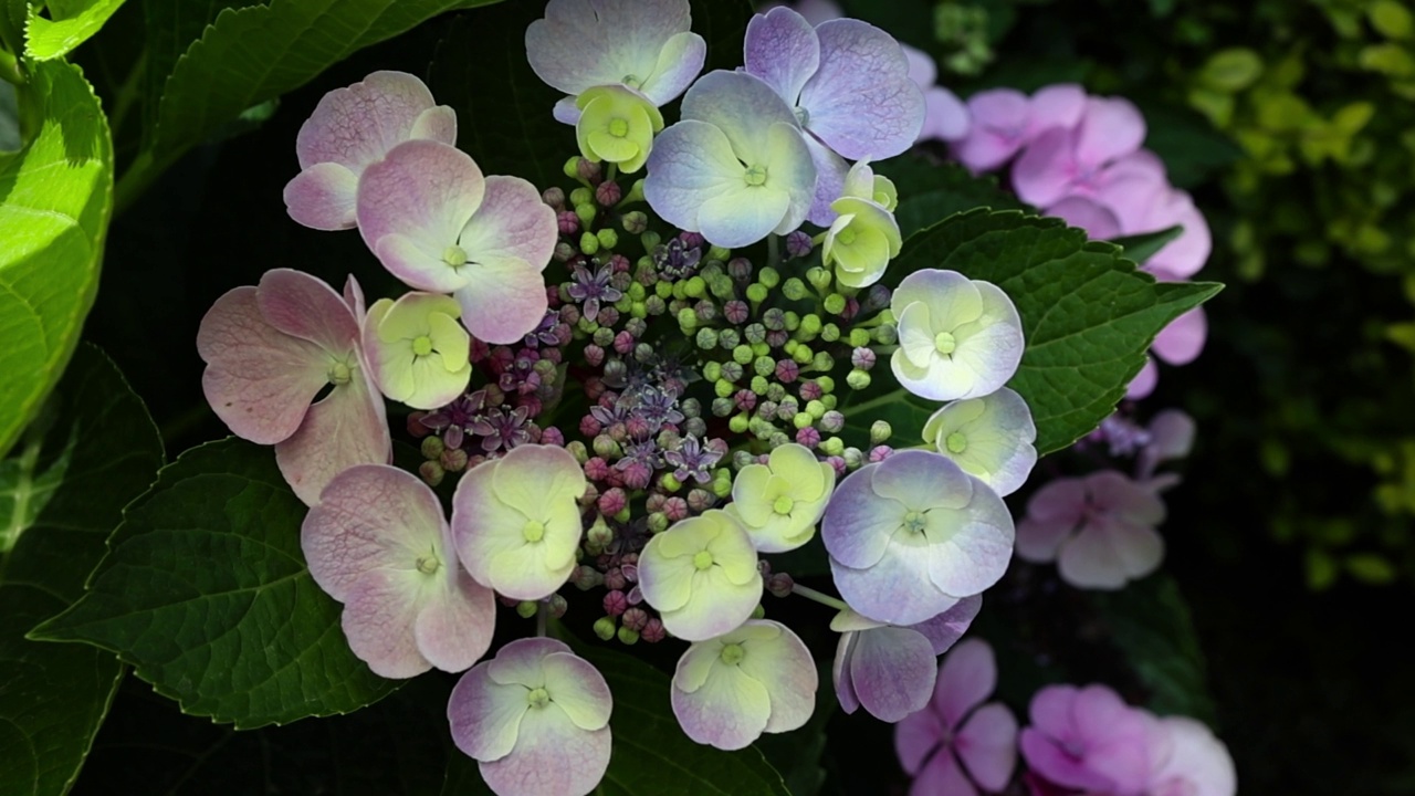 盛开的绣球花的特写镜头。蓝、黄、紫、丁香、粉红混合颜色的绣球花在盛开。美丽的大绣球花背景。有选择性的重点。视频下载