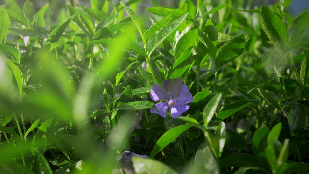 雨后美丽的长春花特写视频素材