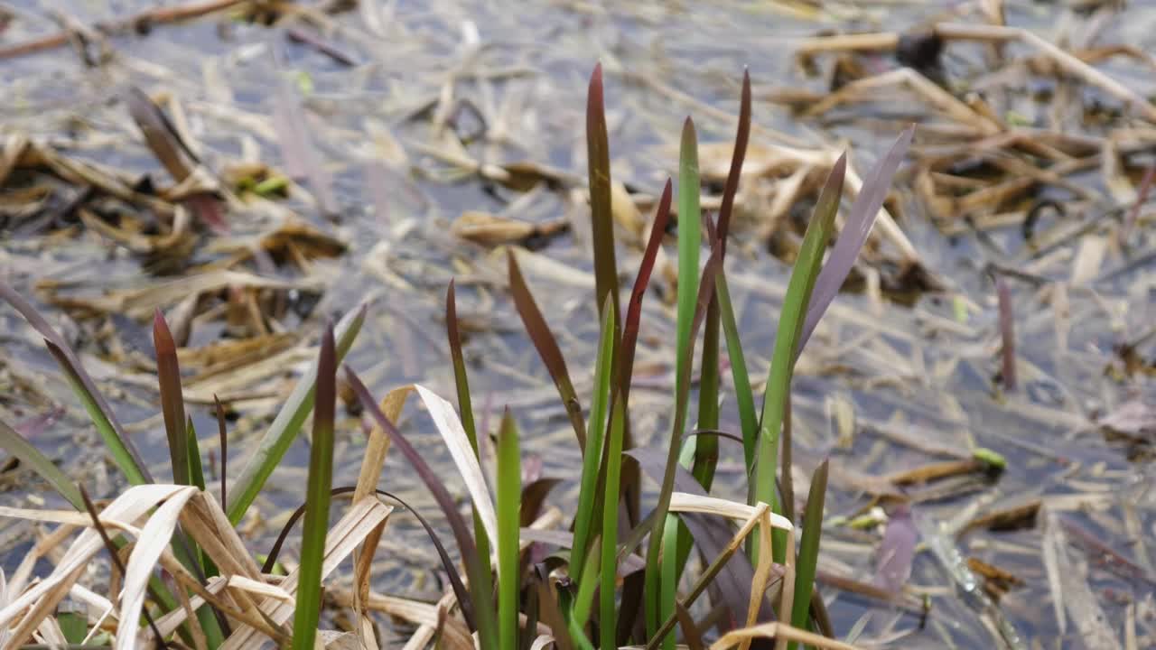 湖泊、河流或沼泽上的河草。视频素材