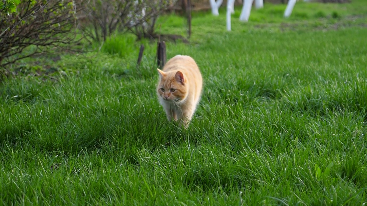 有条纹的红猫走在新鲜的草坪上。视频素材