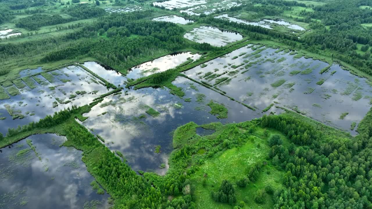 沼泽和沼泽景观。在潮湿的泥炭地。疯狂的泥潭。东欧沼泽和泥炭沼泽。视频素材