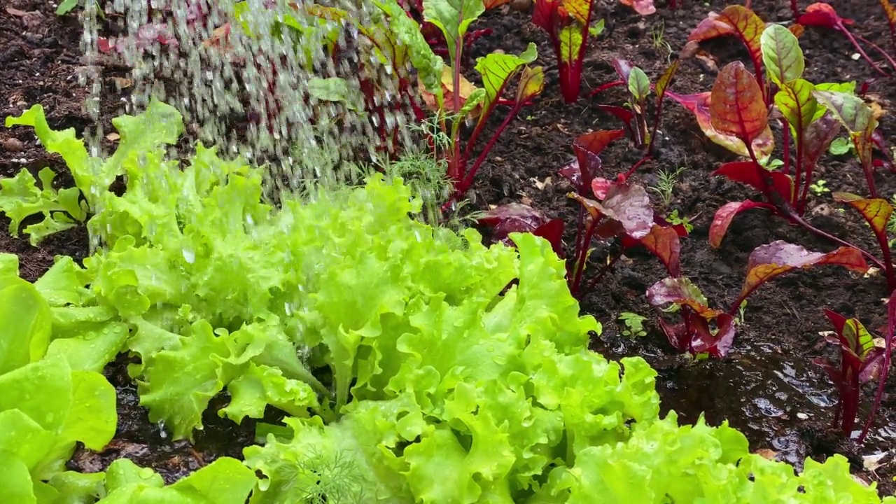 在花园苗床上给沙拉和甜菜根幼苗浇水。地球环境与耕作理念。视频素材