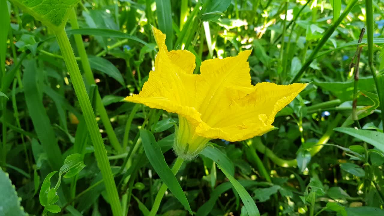 小胡瓜的叶子和花朵在清晨的田野里随风摇曳。视频下载