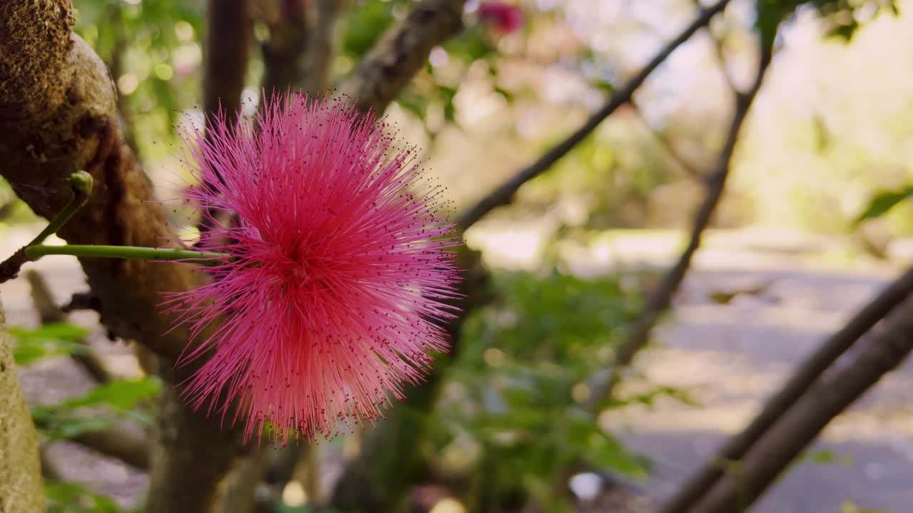 红色Powderpuff花视频素材