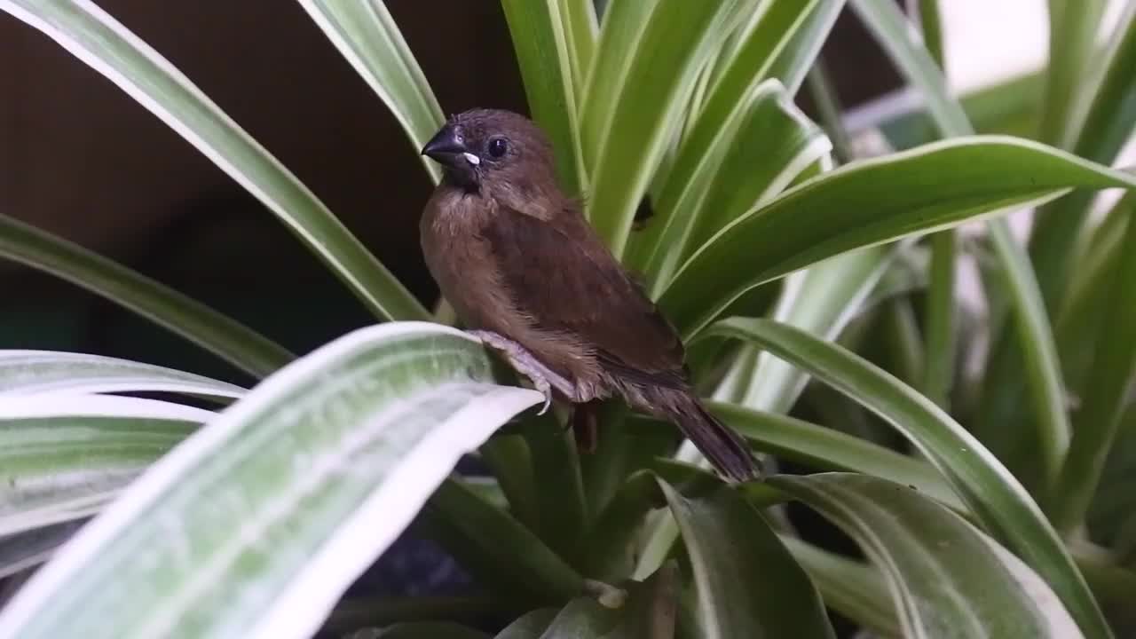 麻雀栖息在花盆里花的叶子上。储存小鸟的视频。高清视频。视频素材