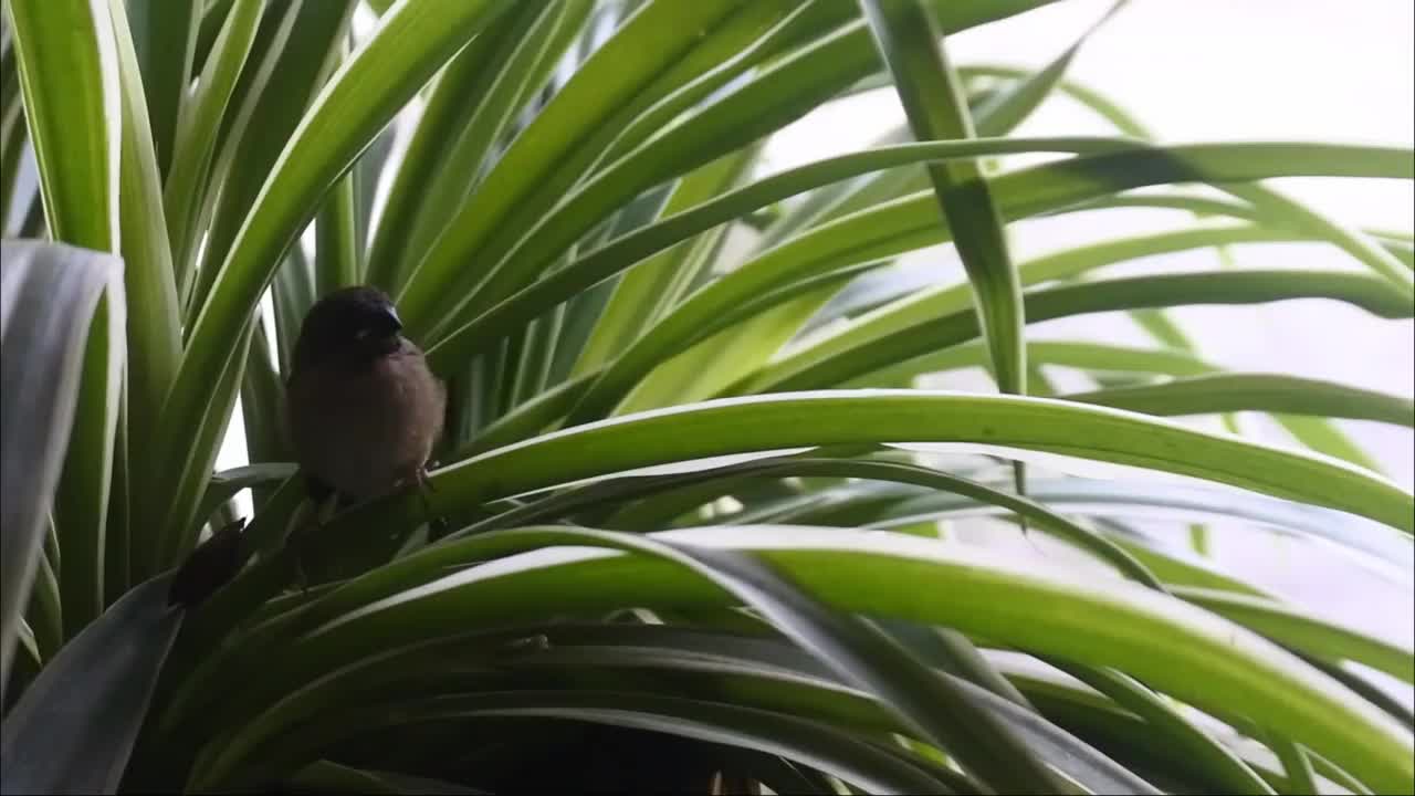 麻雀栖息在花盆里花的叶子上。储存小鸟的视频。高清视频。视频素材