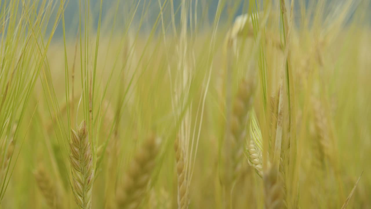 成熟的小麦田。视频素材