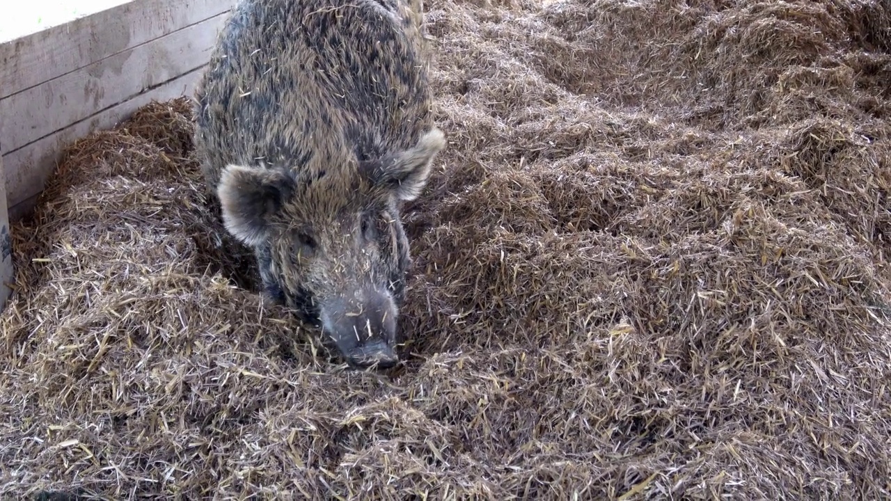 野猪(Sus scrofa)站在稻草上视频素材