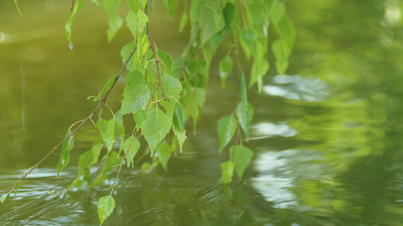 一根桦树树枝弯在水面上，雨后滴落在水中。视频素材