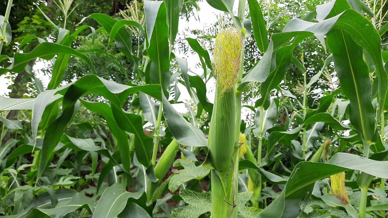 玉米棒子植物中的玉米棒子视频素材