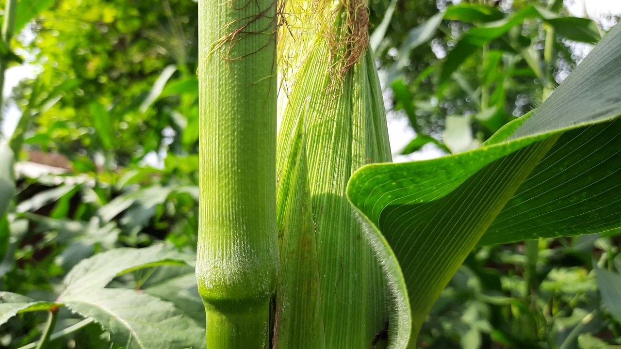 玉米棒子植物中的玉米棒子视频素材