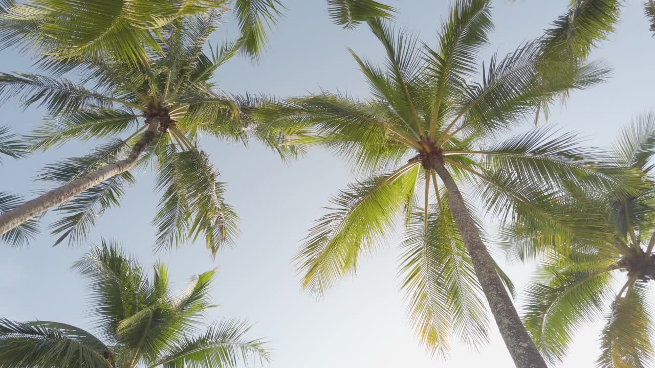 在热带海滩附近，椰子树对着天空的慢速视图视频素材