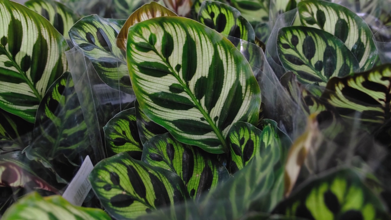 花店货架上的花盆里的CALATHEA MAKOYANA。精选室内植物，在植物园的仓库展出视频素材