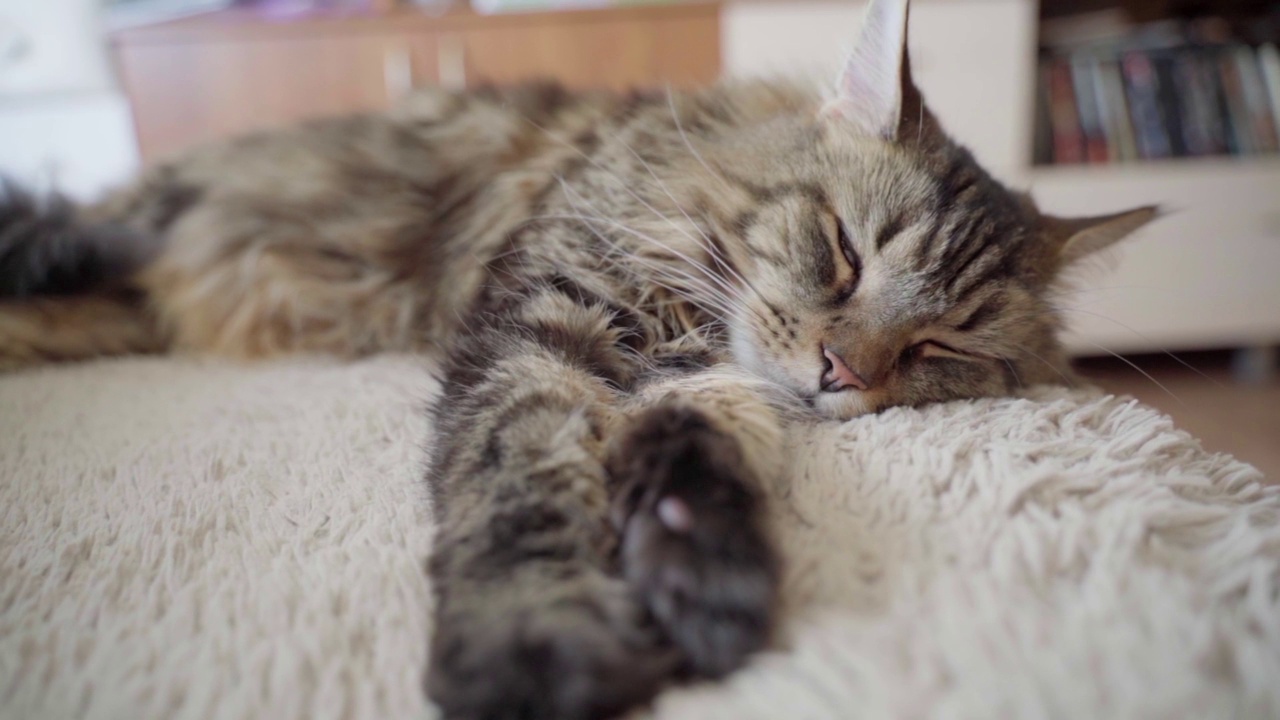 漂亮的猫睡在房间的沙发上。缅因浣熊肖像特写，柔和的焦点视频下载