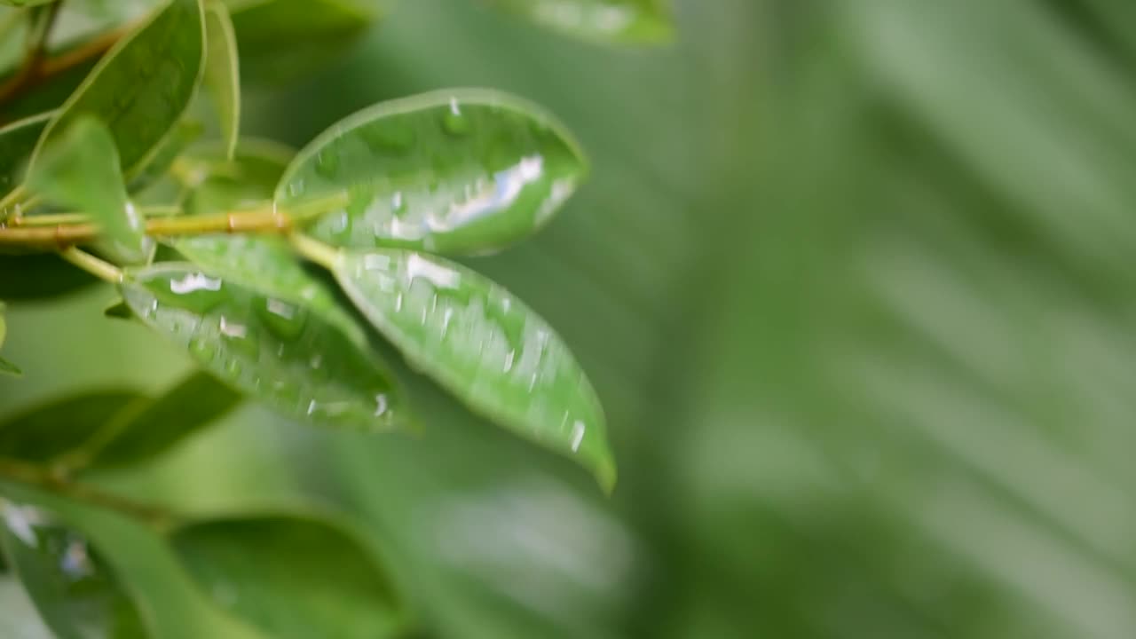 天然绿叶上的水滴视频素材