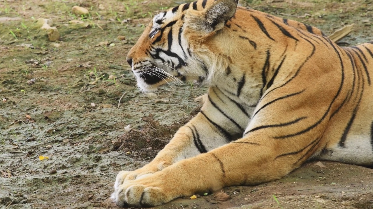 野生成年雌性孟加拉虎在ranthambore国家公园森林休息或睡觉的特写，sawai madhopur拉贾斯坦邦印度亚洲- panthera Tigris Tigris视频素材