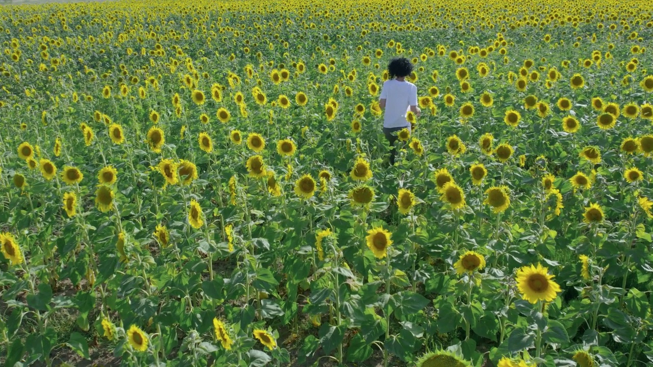 夏天向日葵地里的美女视频素材