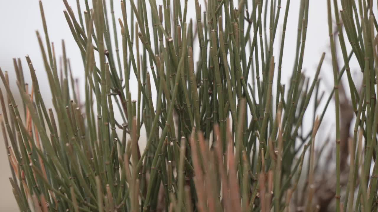 当地植物群和Es Colomer瞭望台，波伦卡港，马略卡岛，巴利阿里群岛，西班牙，地中海，欧洲视频素材