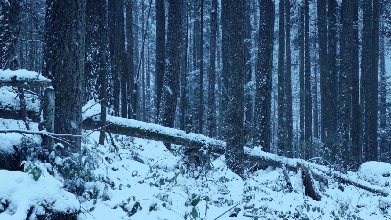 暴风雪中经过森林斜坡视频素材