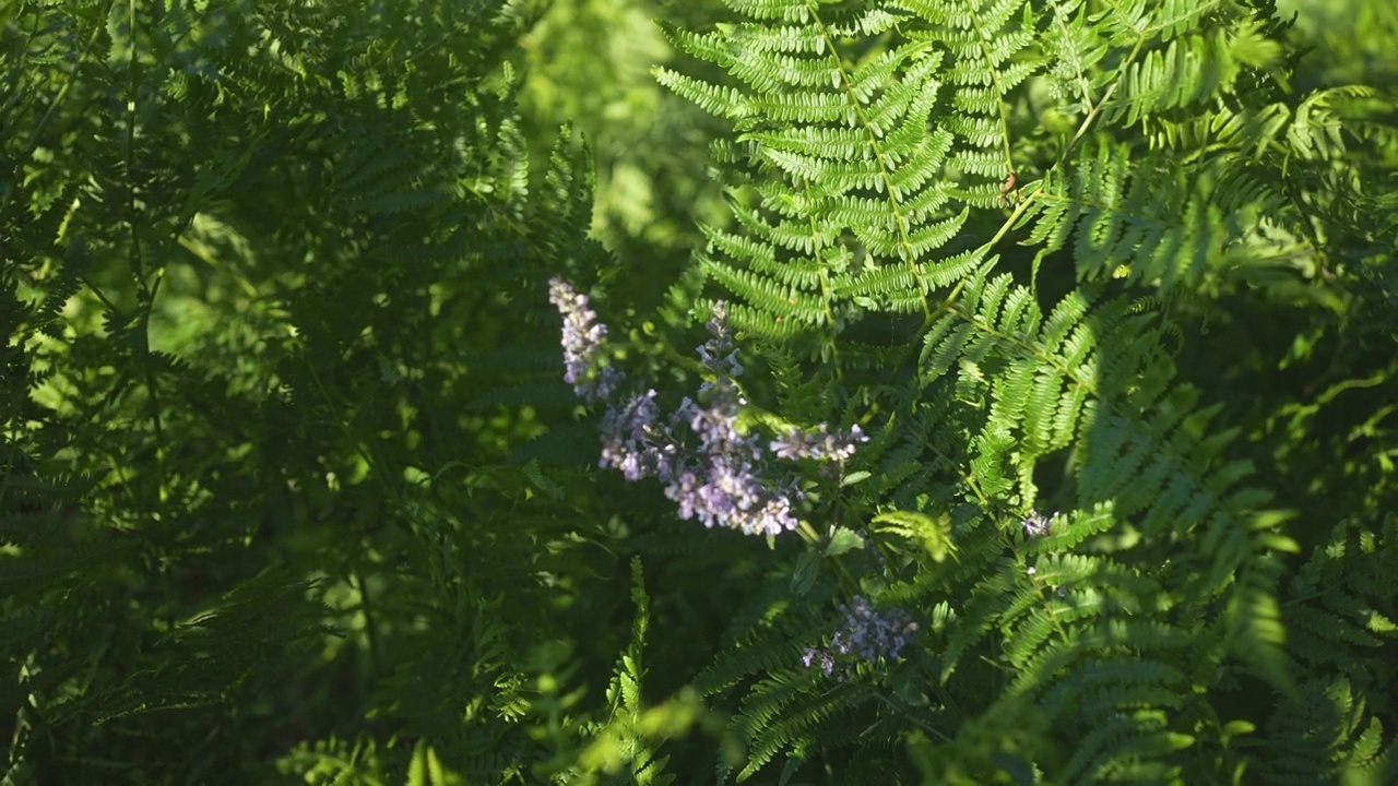 马其顿Osogovo山腰深处的鲜花视频素材