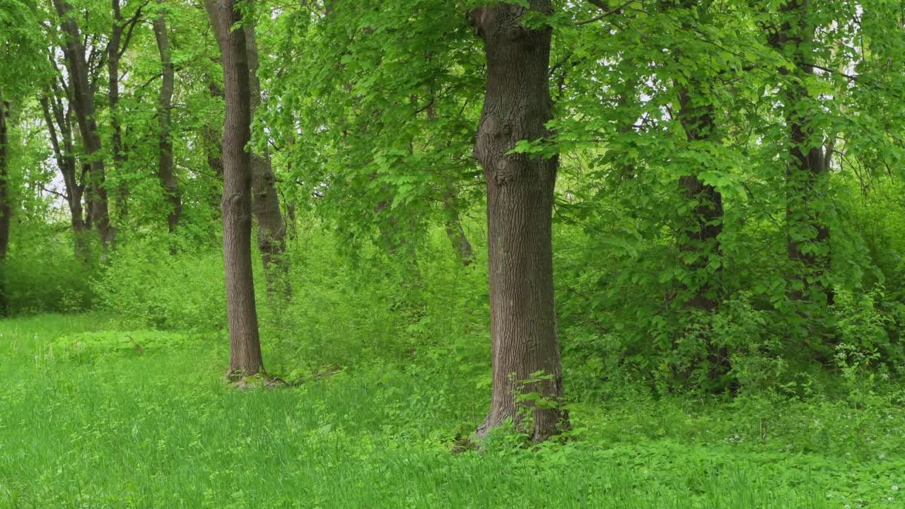 春天生机盎然的绿色森林。Steigerwald, Franconia, Bavaria，德国。视频素材