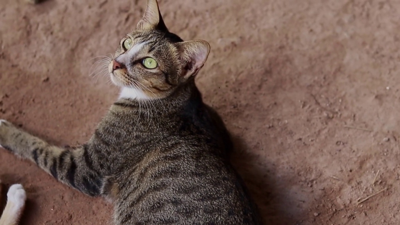 一群获救的猫在享受新鲜的草视频素材