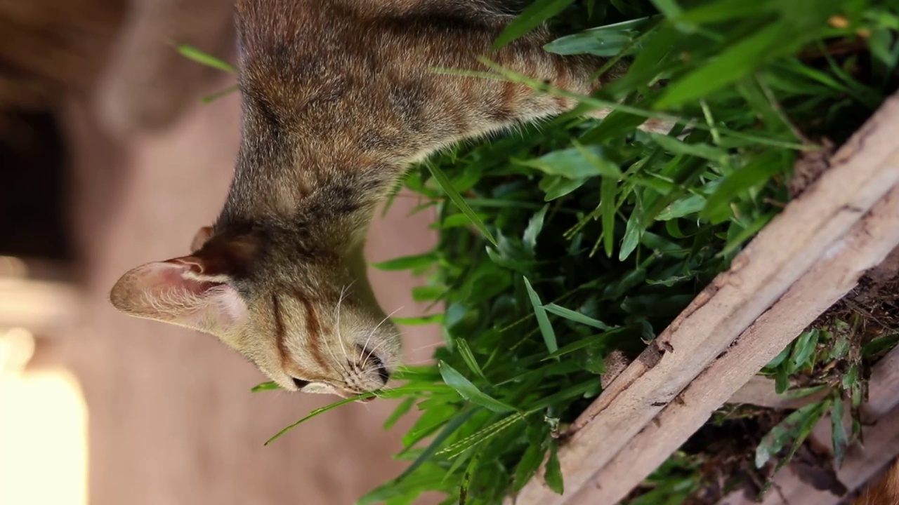 谷仓小猫嗅草视频素材