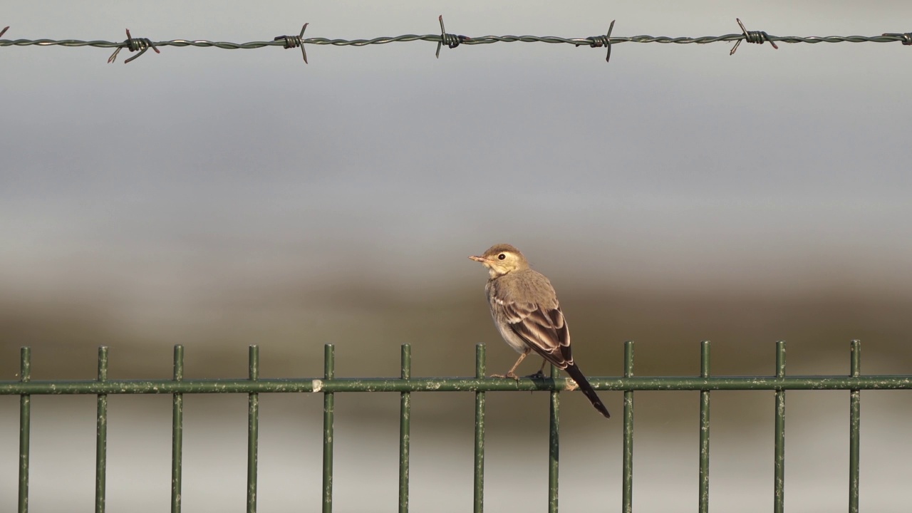 幼年白鹡鸰(Motacilla alba)坐在荷兰捕获的一根篱上视频素材