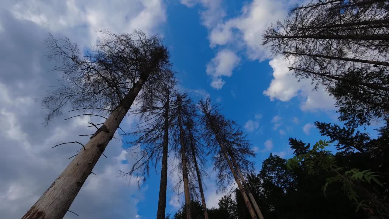 一片死寂的森林，天空和云彩的延时4k 30帧视频素材