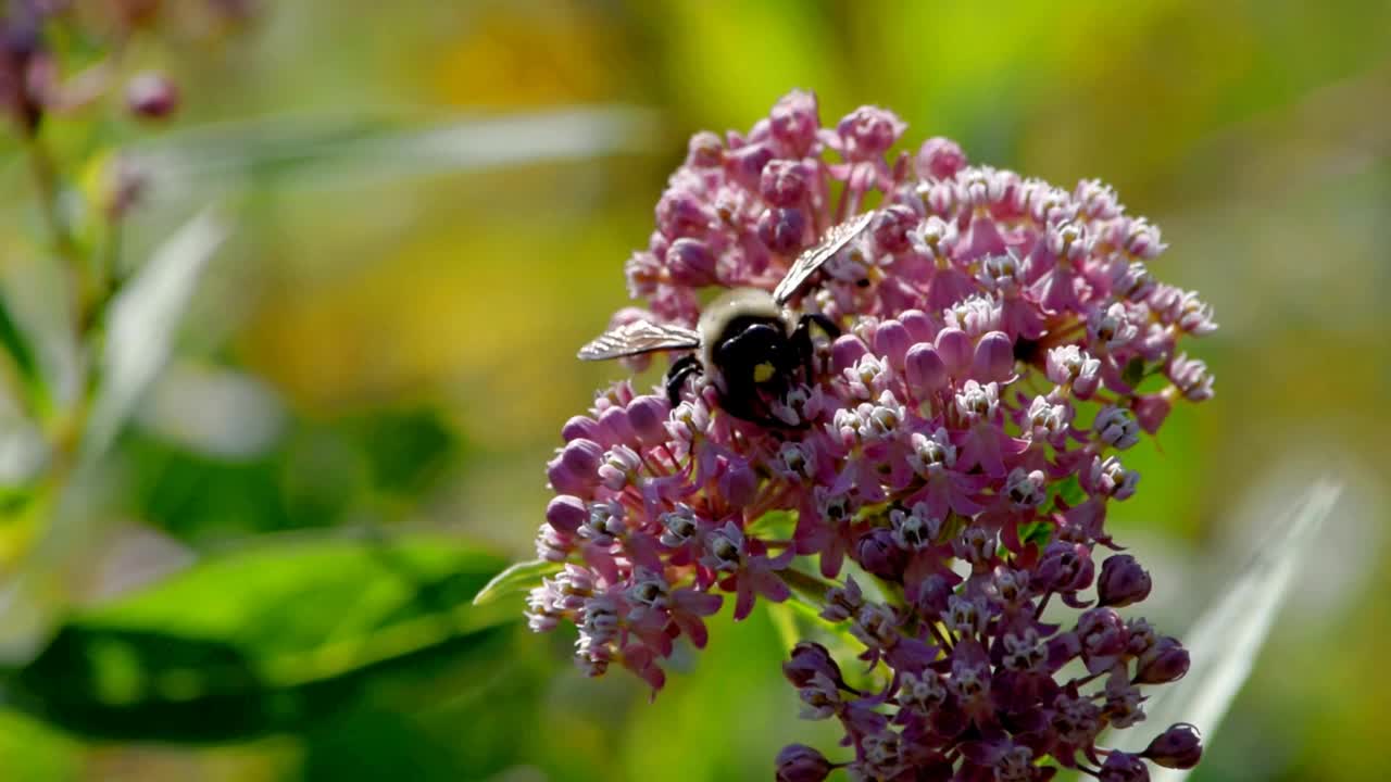 大黄蜂收集沼泽马利筋花蜜视频素材