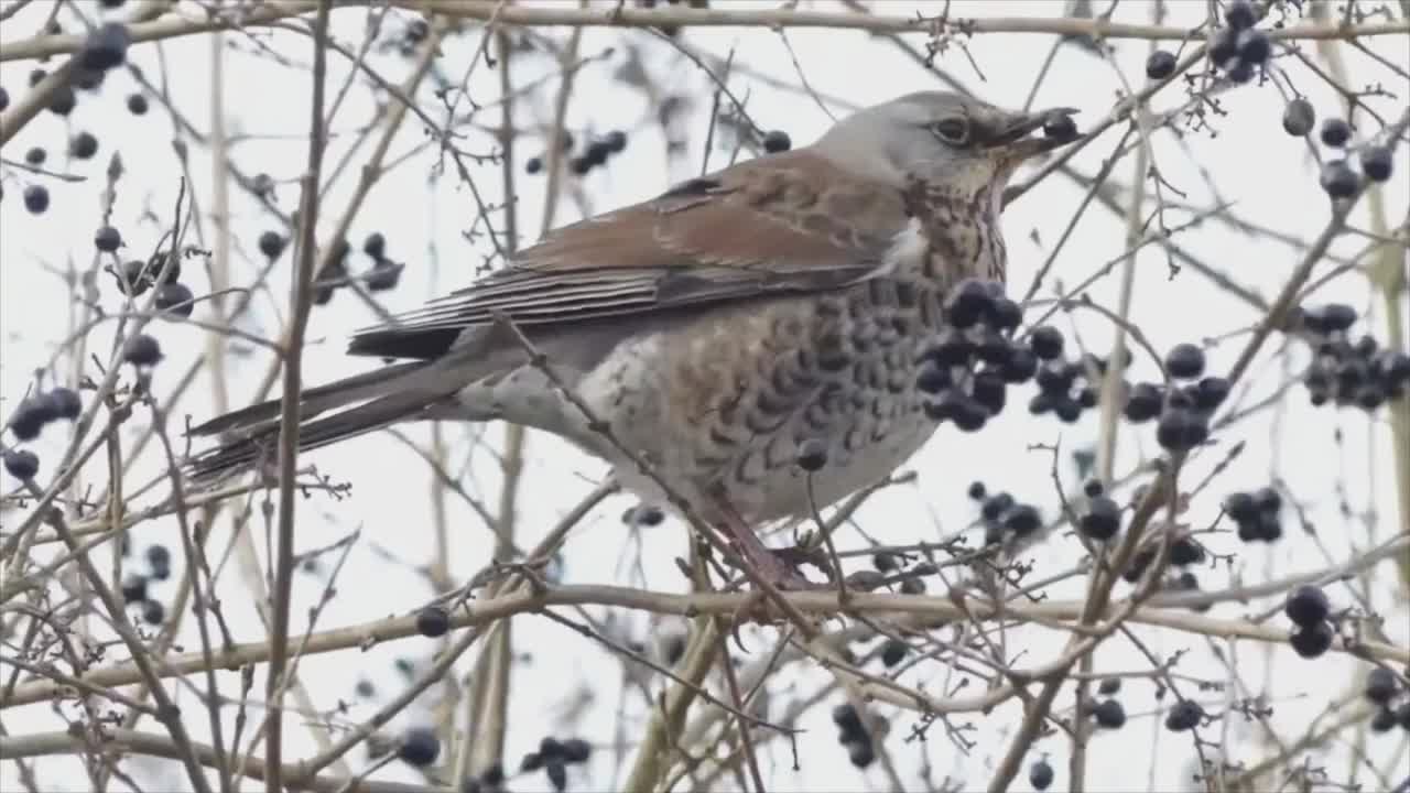 山灰，或山灰画眉(Turdus pilaris)，是一种常见的欧洲画眉。白蜡鸦在冬天吃成熟的浆果(白蜡鸦、山楂)视频素材