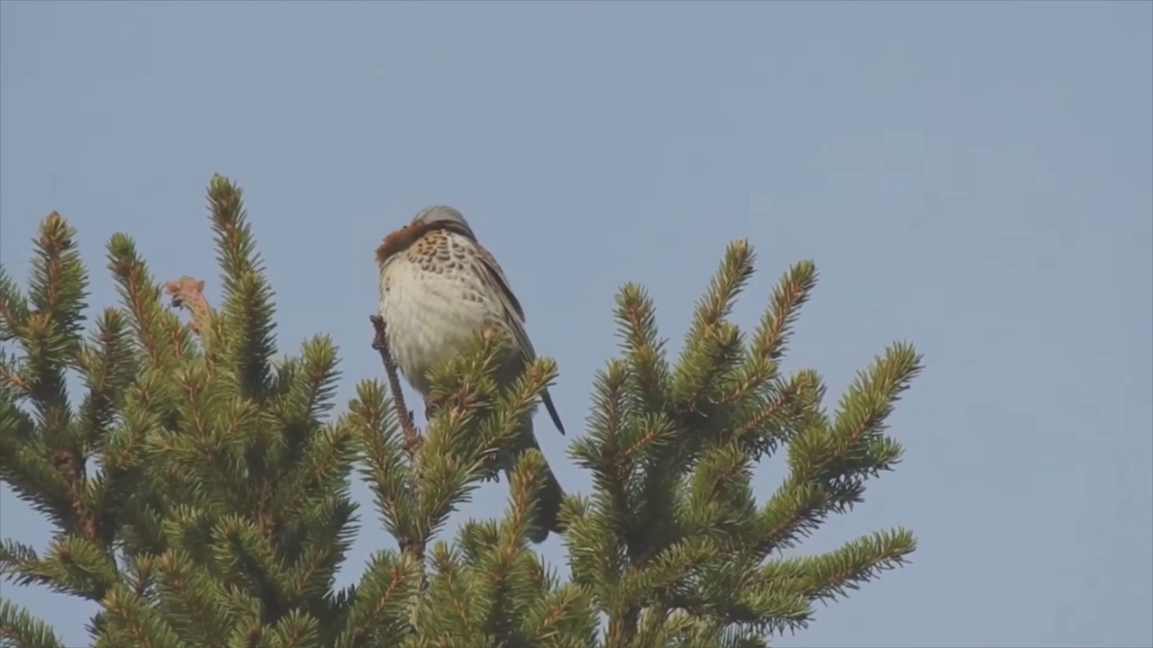 山灰，或山灰画眉(Turdus pilaris)，是一种常见的欧洲画眉。白蜡鸦在冬天吃成熟的浆果(白蜡鸦、山楂)视频素材