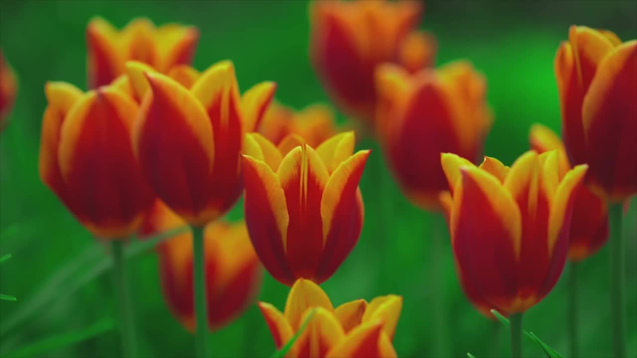 郁金香是百合科多年生草本球茎植物的一个属。郁金香的起源中心和多样性最大的品种是伊朗北部的山脉和天山视频素材