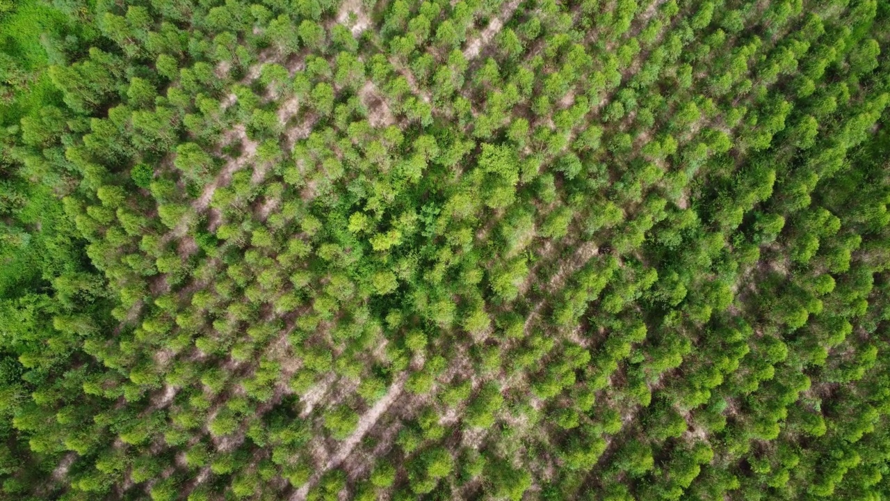 户外苗圃种植树木及人工林鸟瞰图。美丽的农业种植园。自然背景运动。视频素材