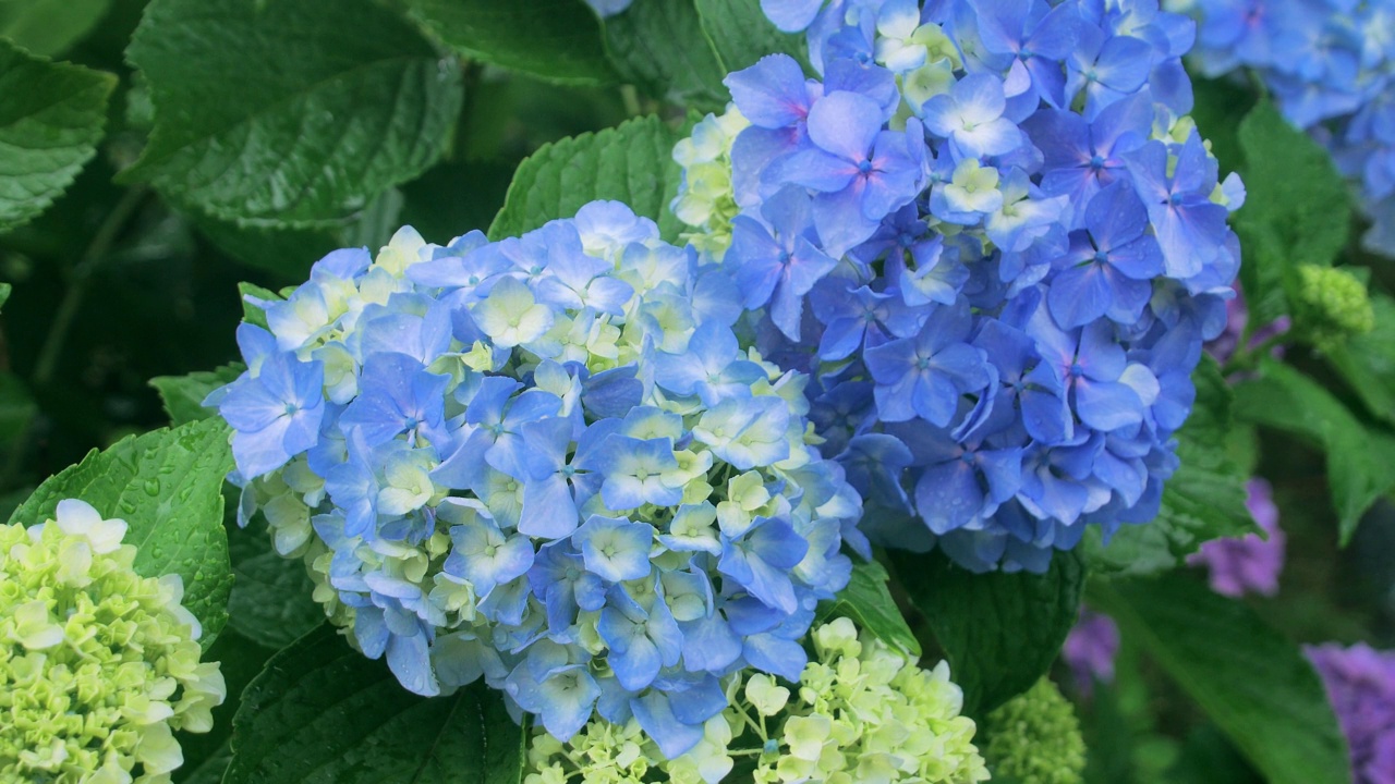 蓝色绣球花和雨的特写视频素材