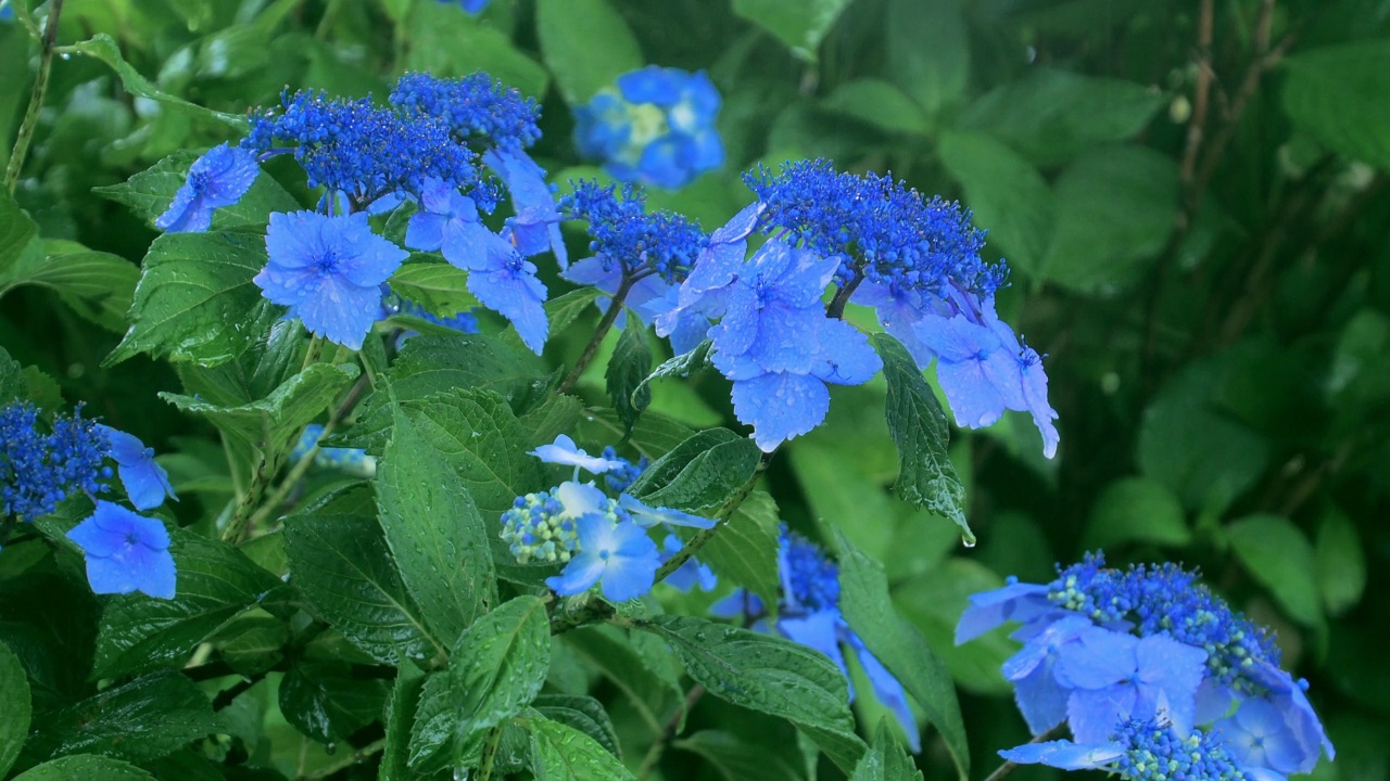 蓝色绣球花和雨的特写视频素材