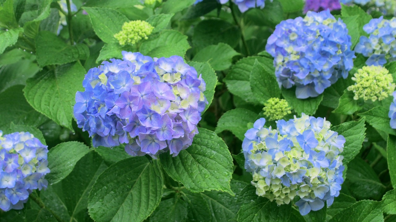 蓝色绣球花和雨的特写视频素材