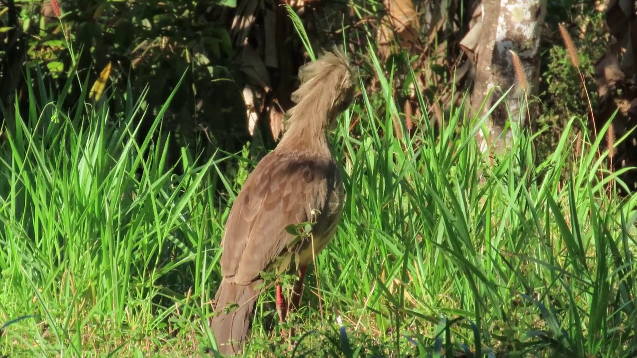 风吹在鸟冠上。红腿系列(Cariama cristata)。视频素材